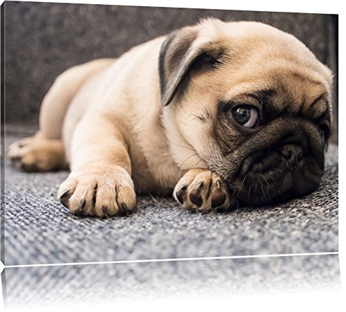 Pixxprint Süßer Mops auf Teppich, Größe: 60x40cm, Leinwandbild, fertig gespannt, Wandbild, Dekoration, Kunstdruck, kein Poster von Pixxprint