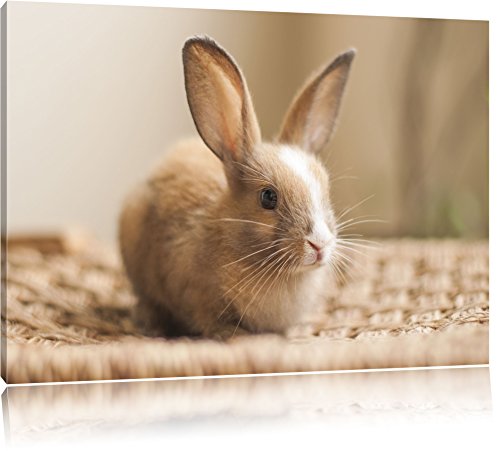 Süßes Kaninchen Bild auf Leinwand, XXL riesige Bilder fertig gerahmt mit Keilrahmen, Kunstdruck auf Wandbild mit Rahmen, guenstiger als Gemaelde oder Bild, kein Poster oder Plakat, Format:100x70 cm von Pixxprint