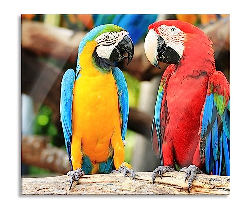 Zwei Papageien auf einem Ast Herdabdeckplatte & Spritzschutz aus Echtglas | Für Herd-Kochfelder | 60x52 cm von Pixxprint
