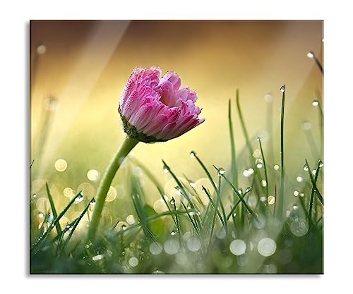 rosa Gänseblümchen im Gras Herdabdeckplatte & Spritzschutz aus Echtglas | Für Herd-Kochfelder | 60x52 cm von Pixxprint