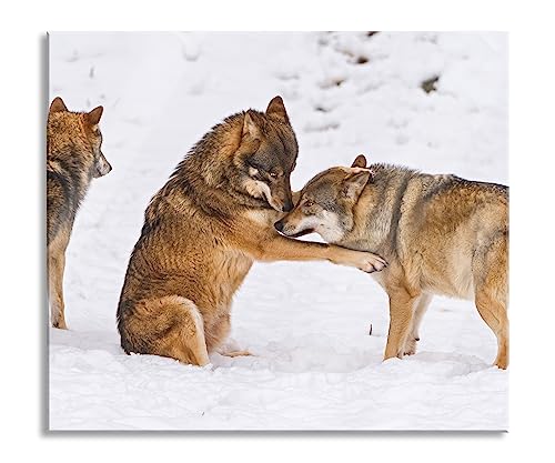 spielendes Wolfsrudel Herdabdeckplatte & Spritzschutz aus Echtglas | Für Herd-Kochfelder | 60x52 cm von Pixxprint