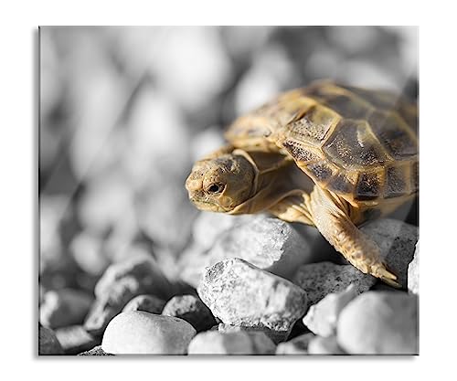 süße Schildkröte auf Steinen Herdabdeckplatte & Spritzschutz aus Echtglas | Für Herd-Kochfelder | 60x52 cm von Pixxprint
