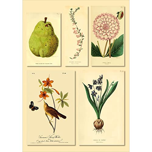 PLAGE 48x68cm Deko Wandaufkleber botanischen Drucken, Vinyl, Colorful, 68x0.1x47,7 cm von PLAGE