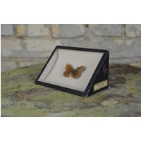 Erebia Spez., Antikes Entomologie Display Original 1920Er Jahre Insekt Präparat Schattenbox Biologie Vintage Alpen Schmetterling von PlanographicSociety