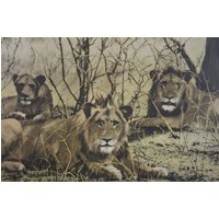 Original Antike 1950Er Jahre Plakat Deutsche Schule Wandkarte Löwenjungen Transvaal Krüger Nationalpark Koloriert Foto Druck Safari Südafrika von PlanographicSociety