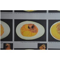 Original Vintage 1970Er Schulwandkarte Wissenschaft Biologie Ei Entwicklung Hühner Embryo Deutsch Lehrposter Vogel Tiere Zoologie 70Er von PlanographicSociety