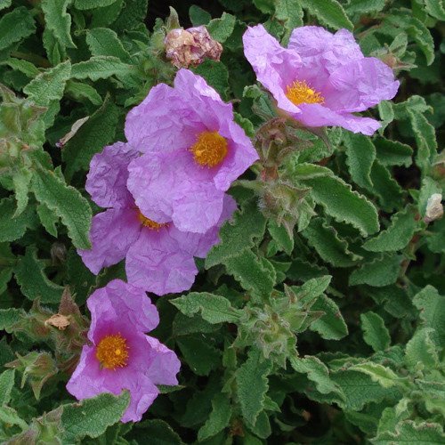 Plant World Seeds - Cistus Creticus Seeds von Plant World Seeds