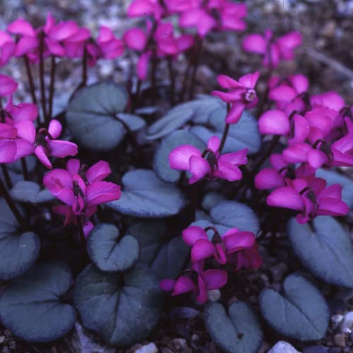 Plant World Seeds - Cyclamen Coum Seeds von Plant World Seeds