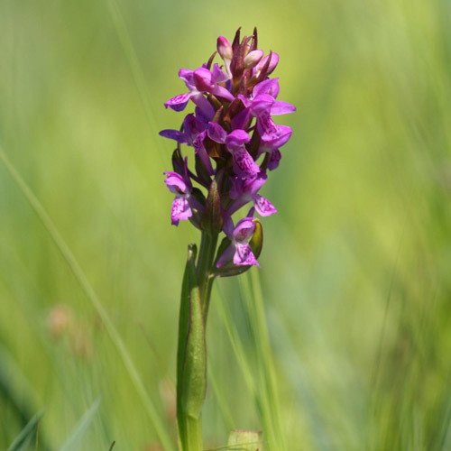 Plant World Seeds - Dactylorhiza Incarnata Seeds von Plant World Seeds