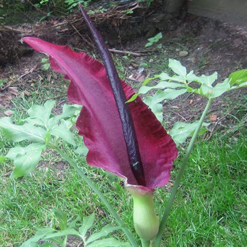 Plant World Seeds - Dracunculus Vulgaris Seeds von Plant World Seeds