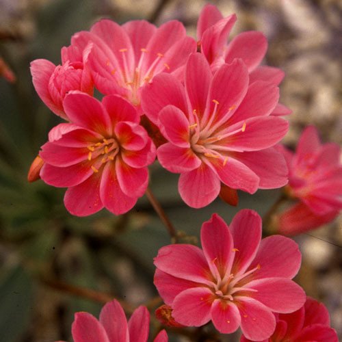 Plant World Seeds - Lewisia Cotyledon Ruby Red Seeds von Plant World Seeds