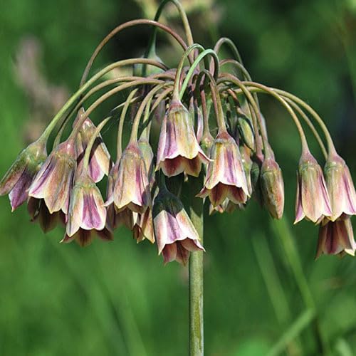 Plant World Seeds - Nectaroscordum Siculum Var Bulgaricum Seeds von Plant World Seeds