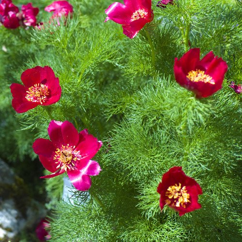 Plant World Seeds - Paeonia Tenuifolia Seeds von Plant World Seeds