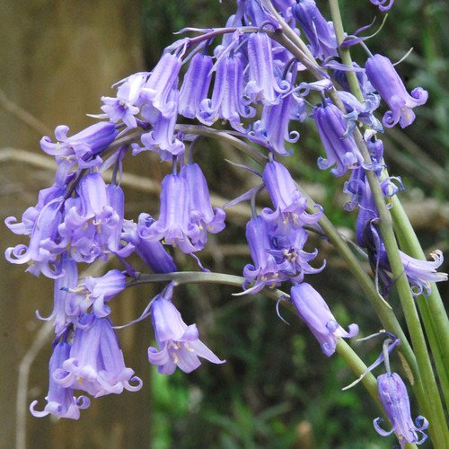 Plant World Seeds - Bluebell-hyacinthoides Non-scripta Seeds von Plant World Seeds