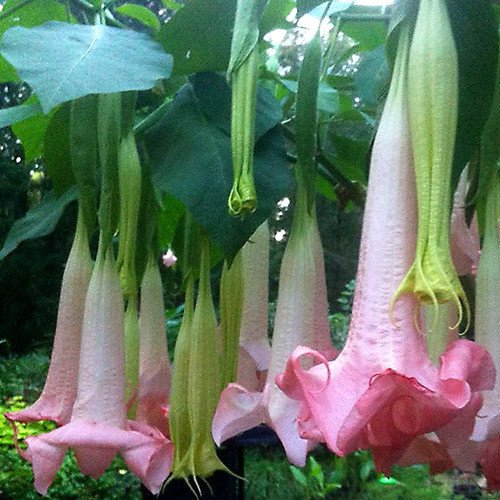 Plant World Seeds - Brugmansia 'Ecuador Pink' Seeds von Plant World Seeds