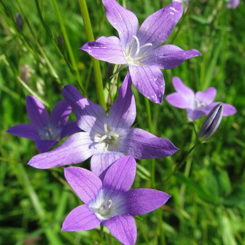 Plant World Seeds - Campanula Patula Seeds von Plant World Seeds