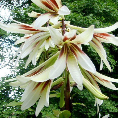 Plant World Seeds - Cardiocrinum Giganteum Yunnanense Seeds von Plant World Seeds