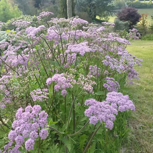 Plant World Seeds - Chaerophyllum Hirsutum Roseum Seeds von Plant World Seeds