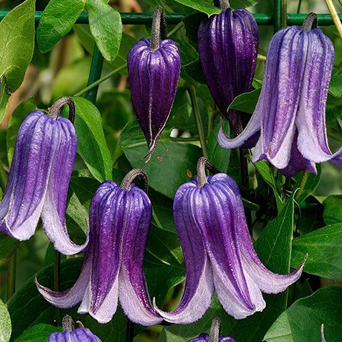 Plant World Seeds - Clematis Integrifolia Seeds von Plant World Seeds