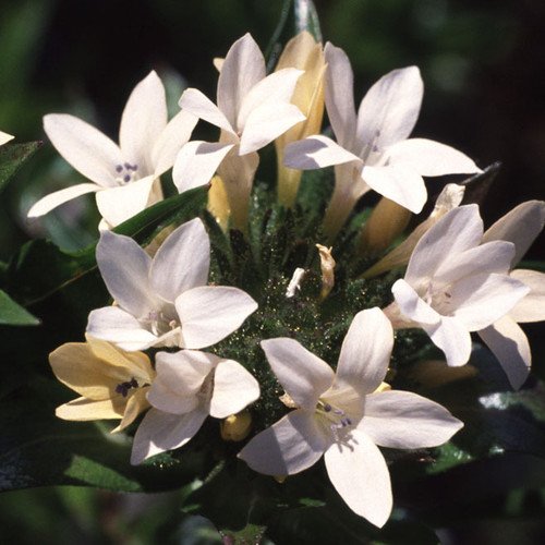 Plant World Seeds - Collomia Grandiflora Seeds von Plant World Seeds