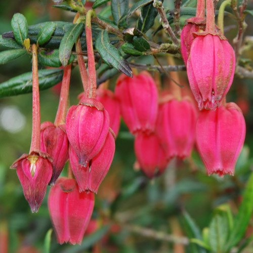 Plant World Seeds - Crinodendron Hookerianum Seeds von Plant World Seeds