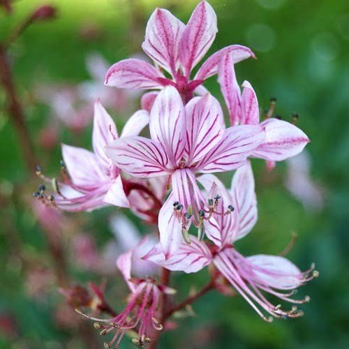 Plant World Seeds - Dictamnus Albus Var. Purpureus Seeds von Plant World Seeds