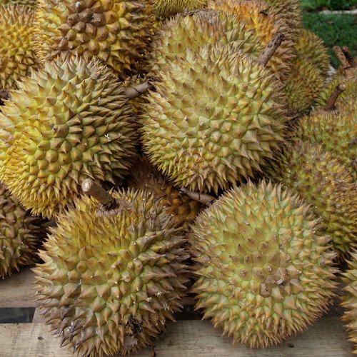 Plant World Seeds - Durian Seeds von Plant World Seeds