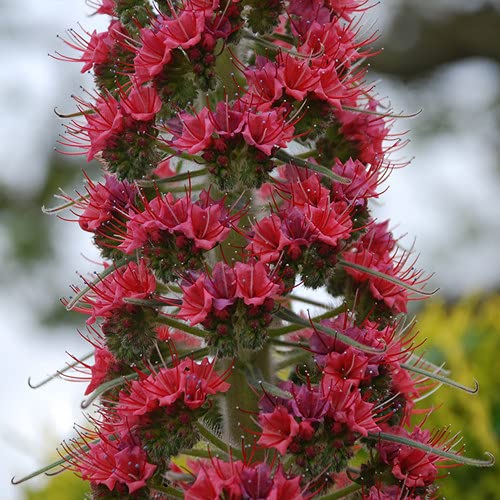 Plant World Seeds - Echium Wildpretii 'Red Rocket' Seeds von Plant World Seeds