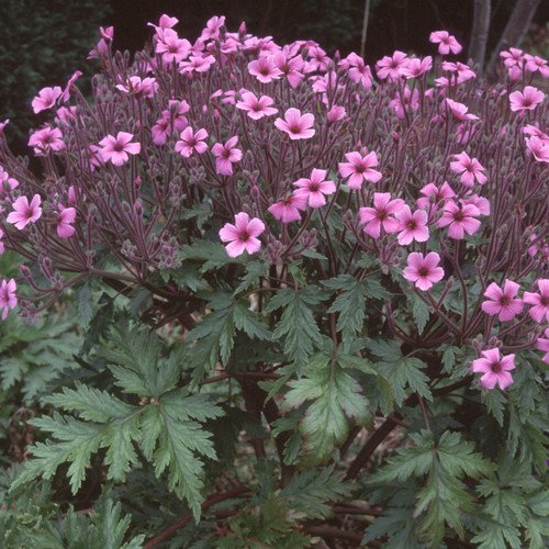 Plant World Seeds - Geranium Maderense Seeds von Plant World Seeds