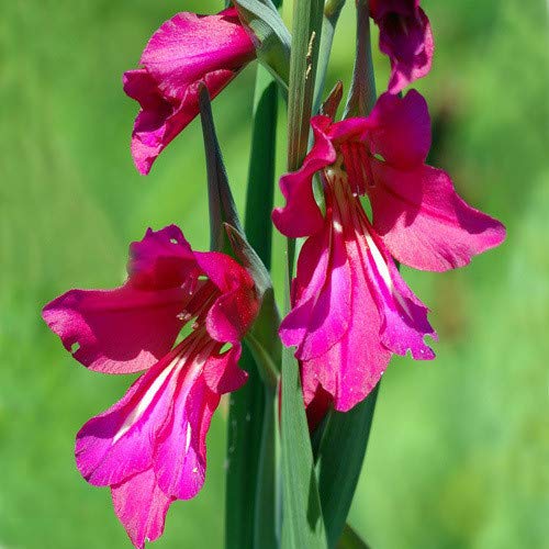 Plant World Seeds - Gladiolus Communis Byzantinus Seeds von Plant World Seeds