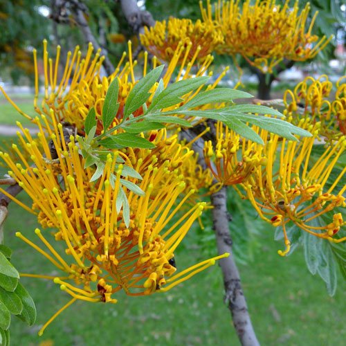 Plant World Seeds - Grevillea Robusta Seeds von Plant World Seeds