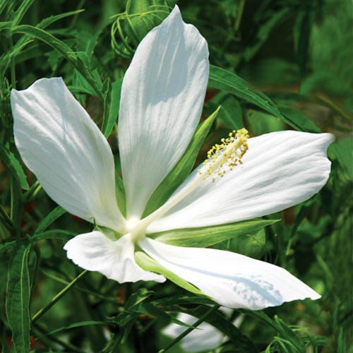 Plant World Seeds - Hibiscus Coccineus Alba Seeds von Plant World Seeds