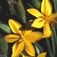 Plant World Seeds - Hypoxis Rooperi Seeds von Plant World Seeds