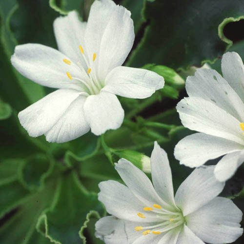 Plant World Seeds - Lewisia Cotyledon 'Snowstorm' Seeds von Plant World Seeds