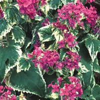 Plant World Seeds - Lunaria Annua Variegata Seeds von Plant World Seeds