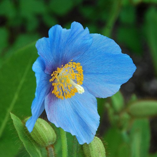 Plant World Seeds - Meconopsis Baileyi Seeds von Plant World Seeds