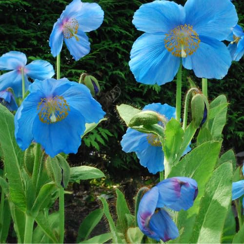 Plant World Seeds - Meconopsis 'Lingholm' (ex Grandis) Seeds von Plant World Seeds