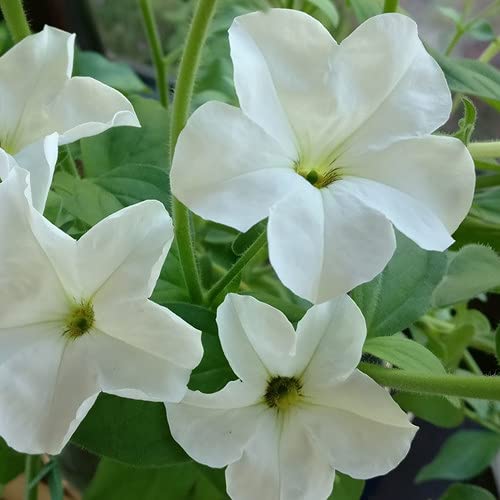 Plant World Seeds - Petunia Axillaris Seeds von Plant World Seeds