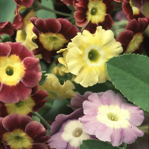 Plant World Seeds - Primula Auricula Mixed Colours Seeds von Plant World Seeds