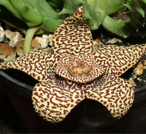 Plant World Seeds - Stapelia Variegata Seeds von Plant World Seeds