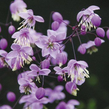 Plant World Seeds - Thalictrum Delavayi Seeds von Plant World Seeds