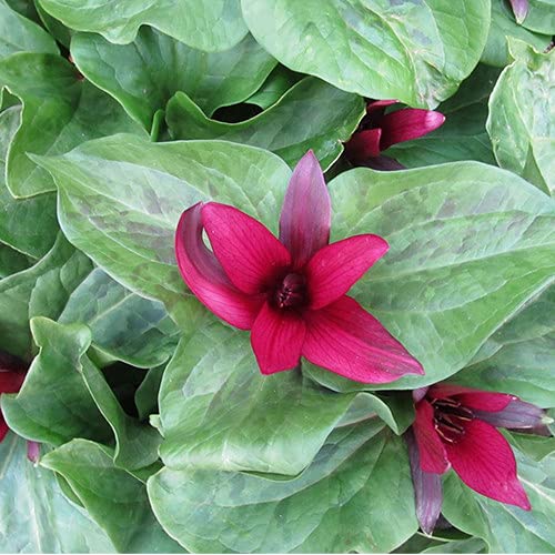 Plant World Seeds - Trillium Chloropetalum Var. Giganteum Seeds von Plant World Seeds