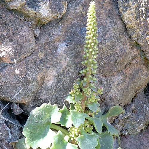 Plant World Seeds - Umbilicus Rupestris Seeds von Plant World Seeds