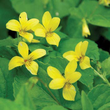 Plant World Seeds - Viola Biflora Seeds von Plant World Seeds