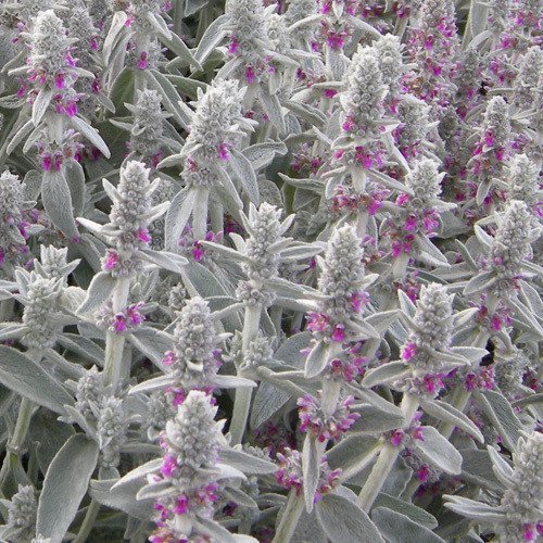 Plant World Seeds - Stachys Lanata Seeds von Plant World Seeds