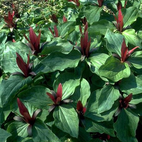 Plant World Seeds - Trillium Chloropetalum Seeds von Plant World Seeds