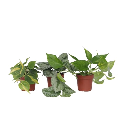 Plant in a Box - Efeutute - 3er Mix - Philodendron, Epipremnum - Höhe 25–40cm - Topf 12cm - Zimmerpflanzen - Grün von Plant in a Box