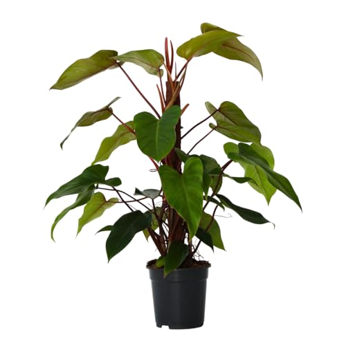 Plant in a Box - Baumfreund - Philodendron 'Imperial Red' - Höhe 50-55cm - Topf 19cm - Pflegeleichte Zimmerpflanze - Grün - Violett von Plant in a Box