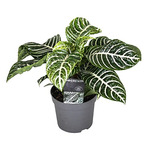 Plant in a Box - Aphelandra squarrosa 'Zebra Pflanze' - Zimmerpflanze - Tropisch - Spezielle Blattstruktur - Topf 13cm - Höhe 25-45cm von Plant in a Box