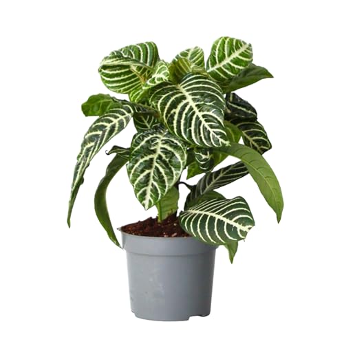 Plant in a Box - Aphelandra squarrosa 'Zebra Pflanze' - Zimmerpflanze - Tropisch - Spezielle Blattstruktur - Topf 13cm - Höhe 25-45cm Plant in a Box - Aphelandra squarrosa 'Zebra Pflanze' - Zimmerpflanze - Tropisch - Spezielle Blattstruktur - Topf 13cm - Höhe 25-45cm von Plant in a Box